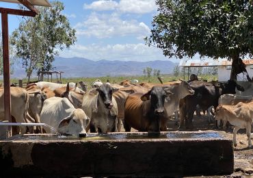 Sistema de bomba solar para abastecimento de água para gado